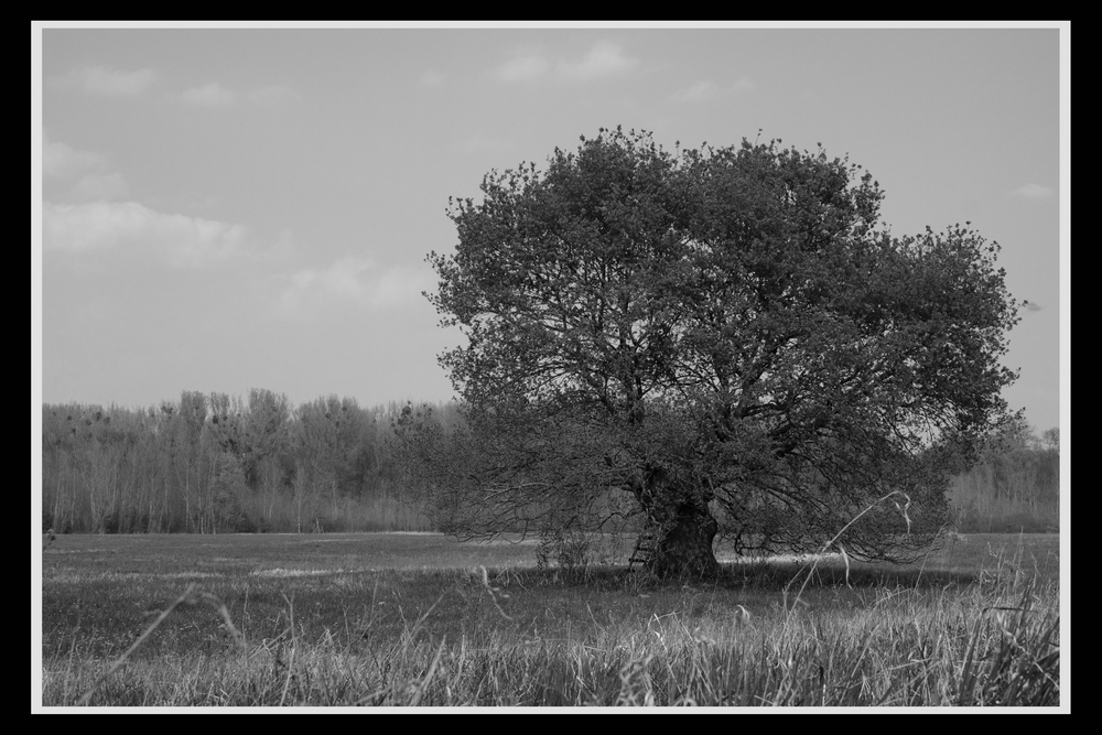 Ein Baum auf dem Kühkopf (2)