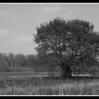 Ein Baum auf dem Kühkopf (2)