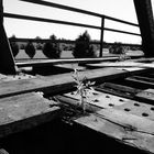 Ein Baum auf der Brücke