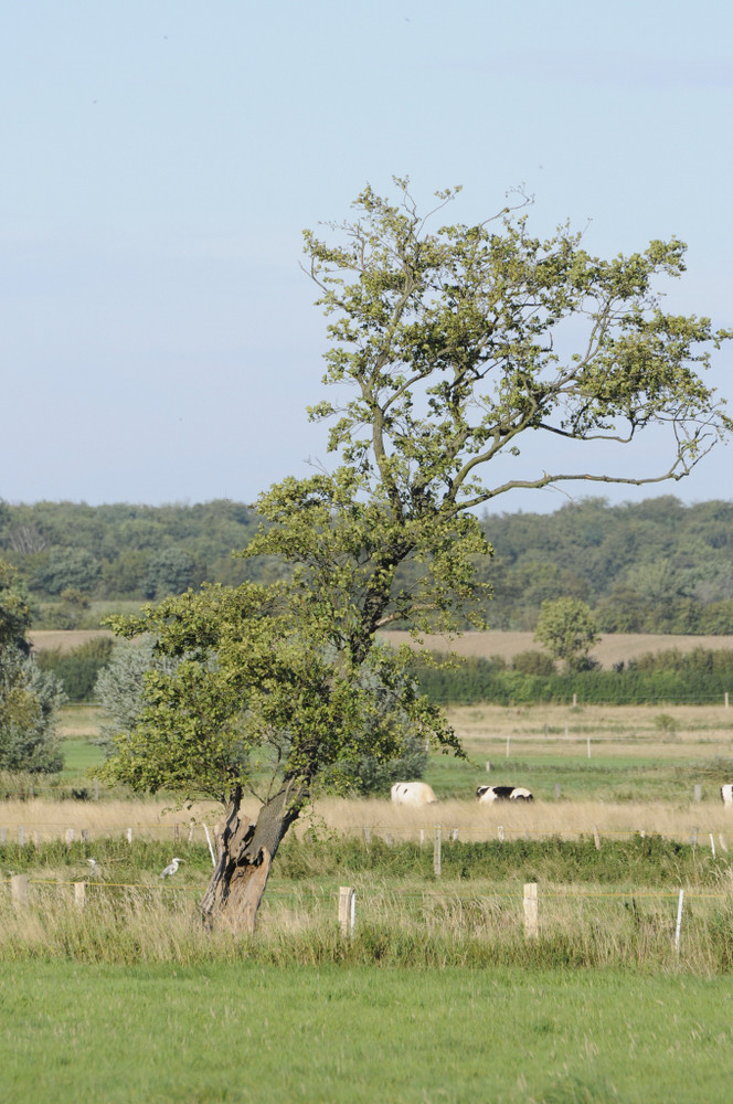 Ein Baum auf einem Feld