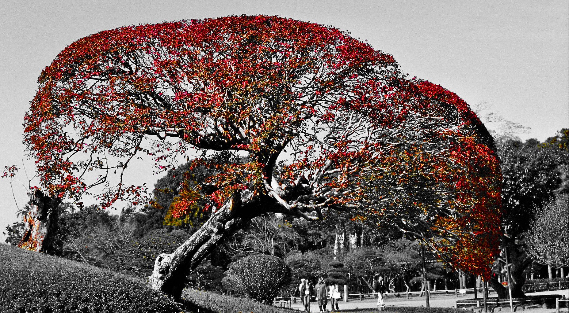 Ein Baum auf Kyushu