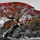 Ein Baum auf Kyushu