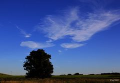 Ein Baum auf weiter Flur