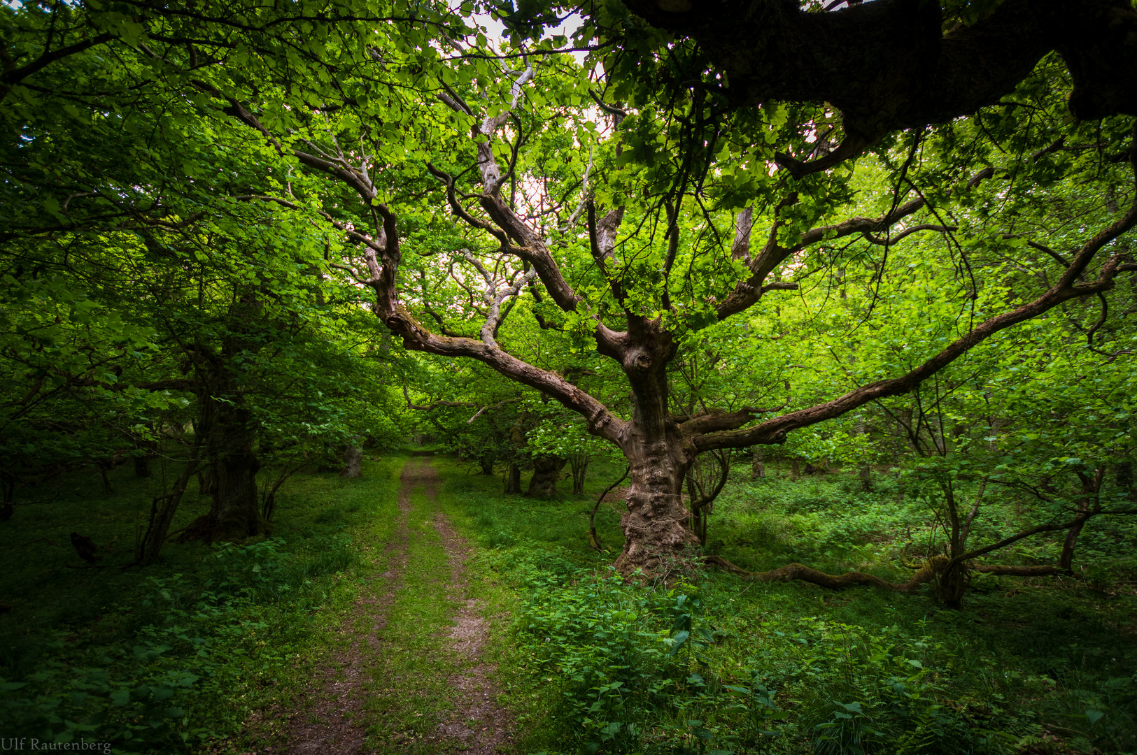 Ein Baum aus Herr der Ringe?