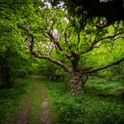 Ein Baum aus Herr der Ringe?