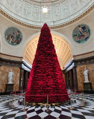 Ein Baum aus Weihnachtssternen