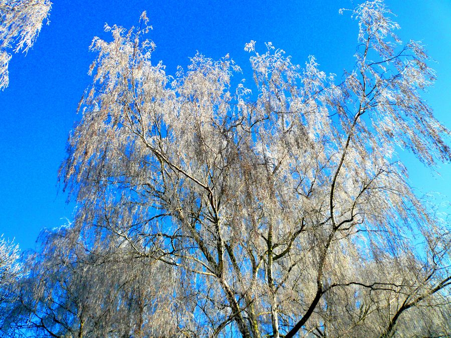 ein Baum .