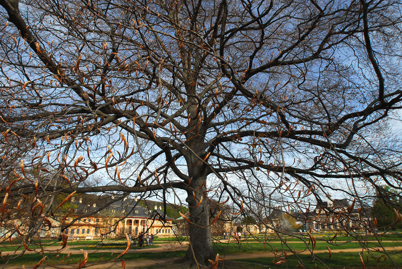 Ein Baum