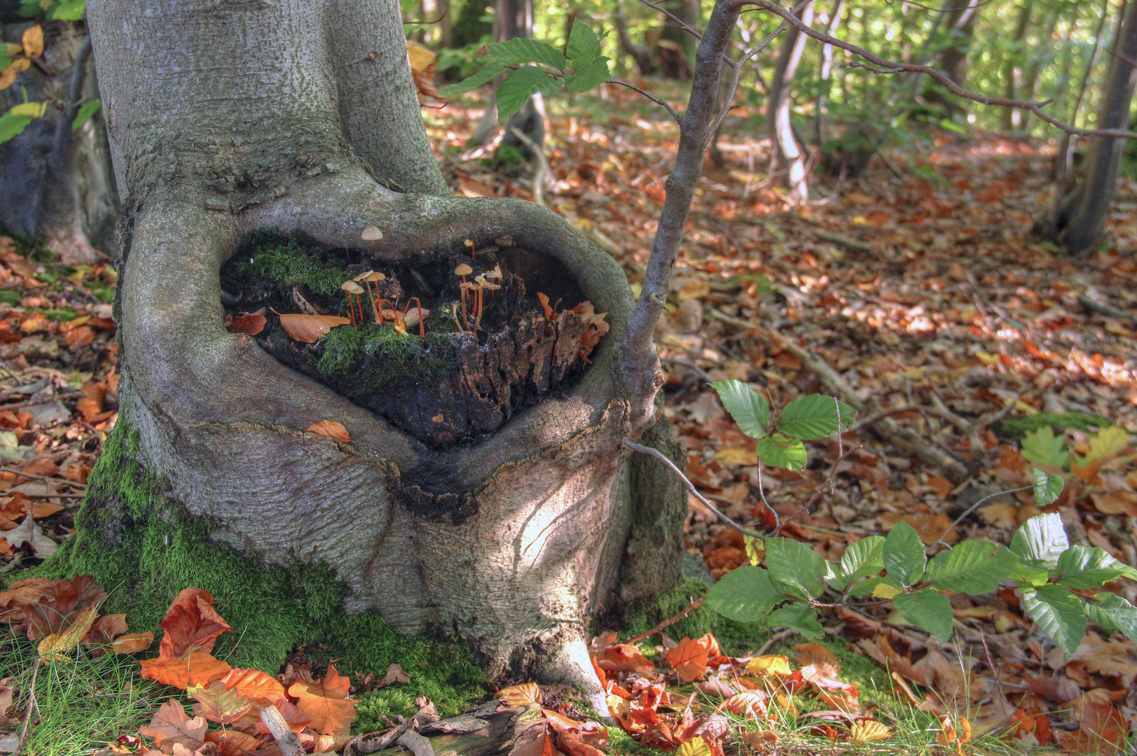 Ein Baum 