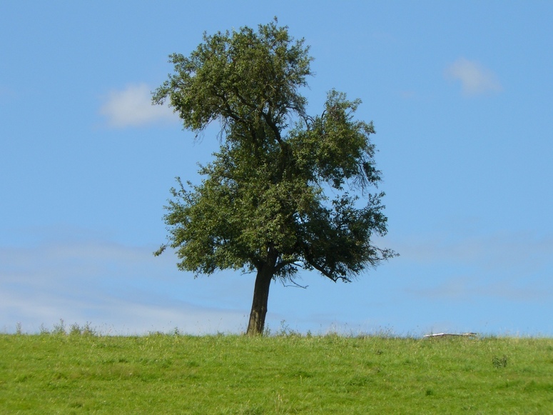 Ein Baum