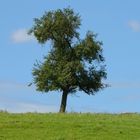 Ein Baum