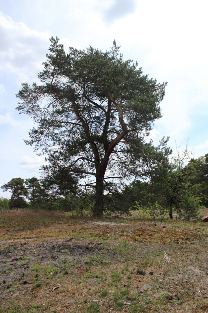 Ein Baum