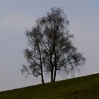 ein Baum...