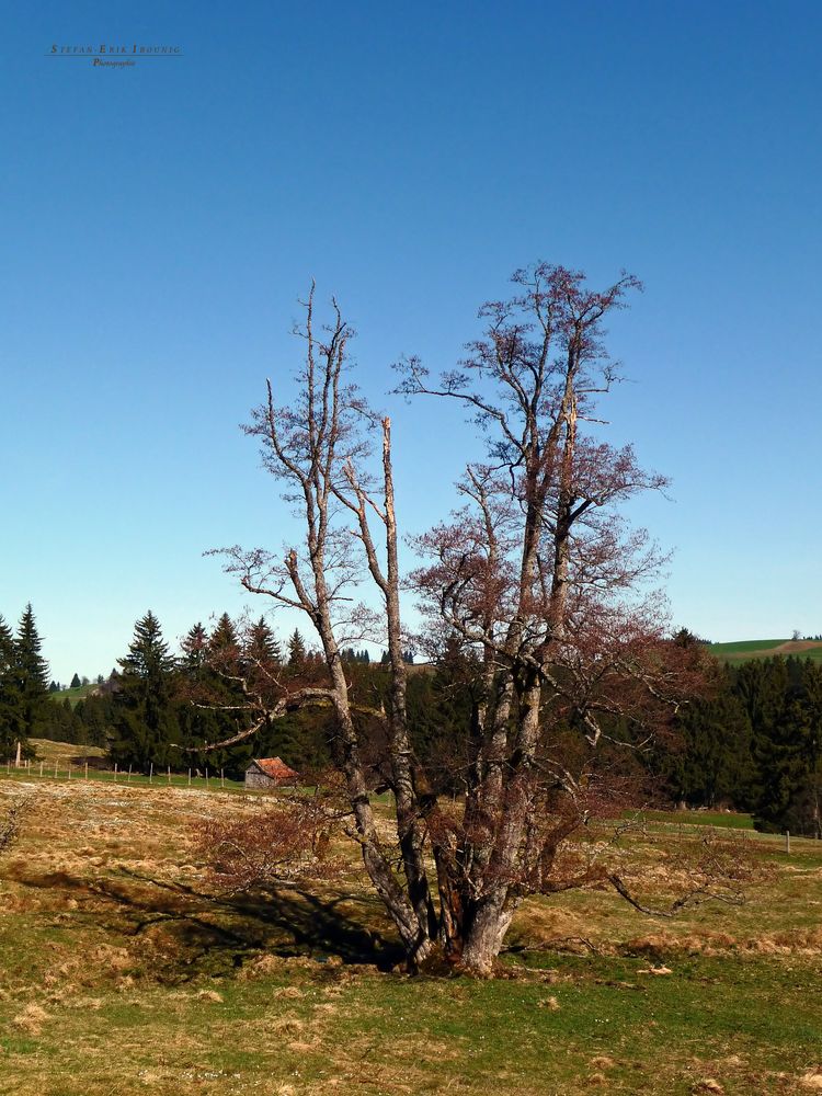 "Ein Baum* bei Wertach"