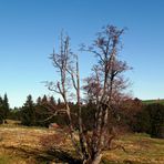 "Ein Baum* bei Wertach"