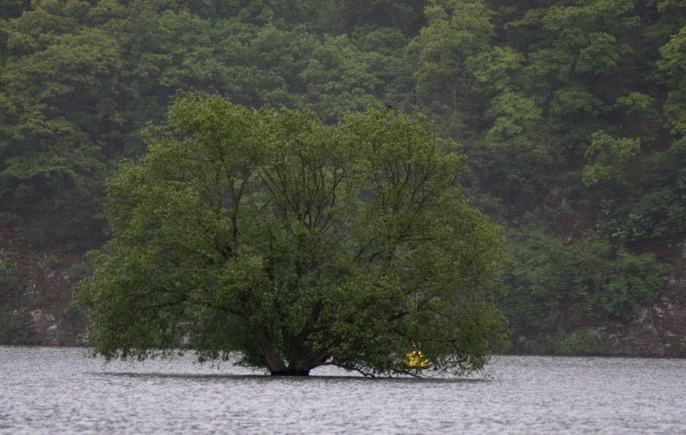 Ein Baum braucht sehr viel Wasser zum Leben...