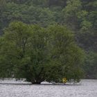 Ein Baum braucht sehr viel Wasser zum Leben...