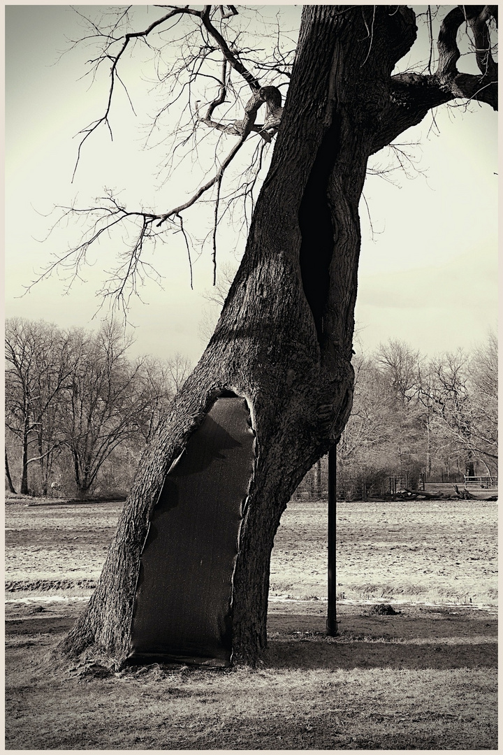 ein Baum braucht Stütze