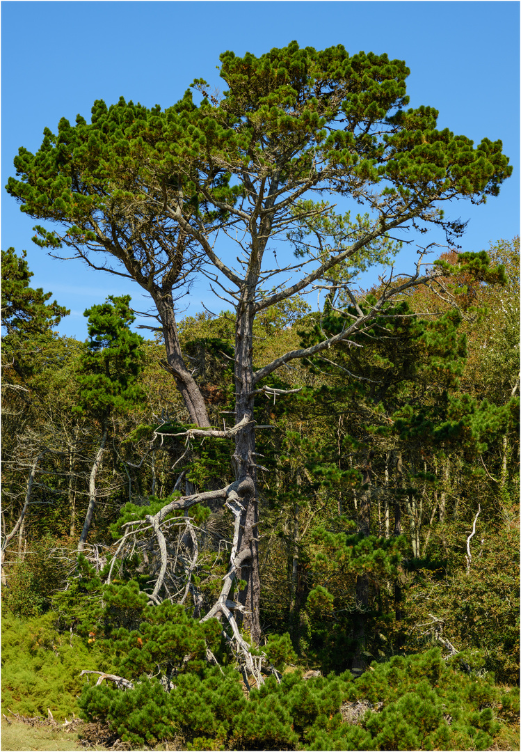 Ein Baum! Bretagne, September 2021