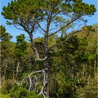 Ein Baum! Bretagne, September 2021