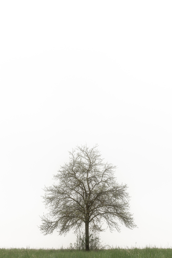 Ein Baum