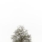 Ein Baum