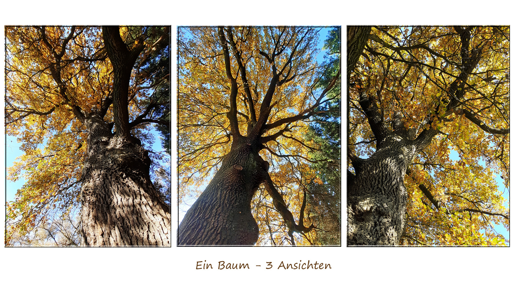 Ein Baum ...