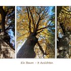 Ein Baum ...