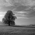 Ein Baum