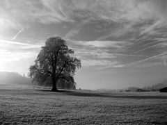 Ein Baum