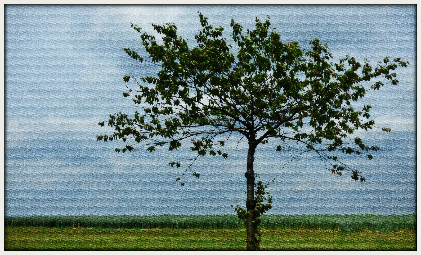 Ein Baum ...