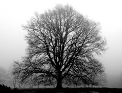 Ein Baum