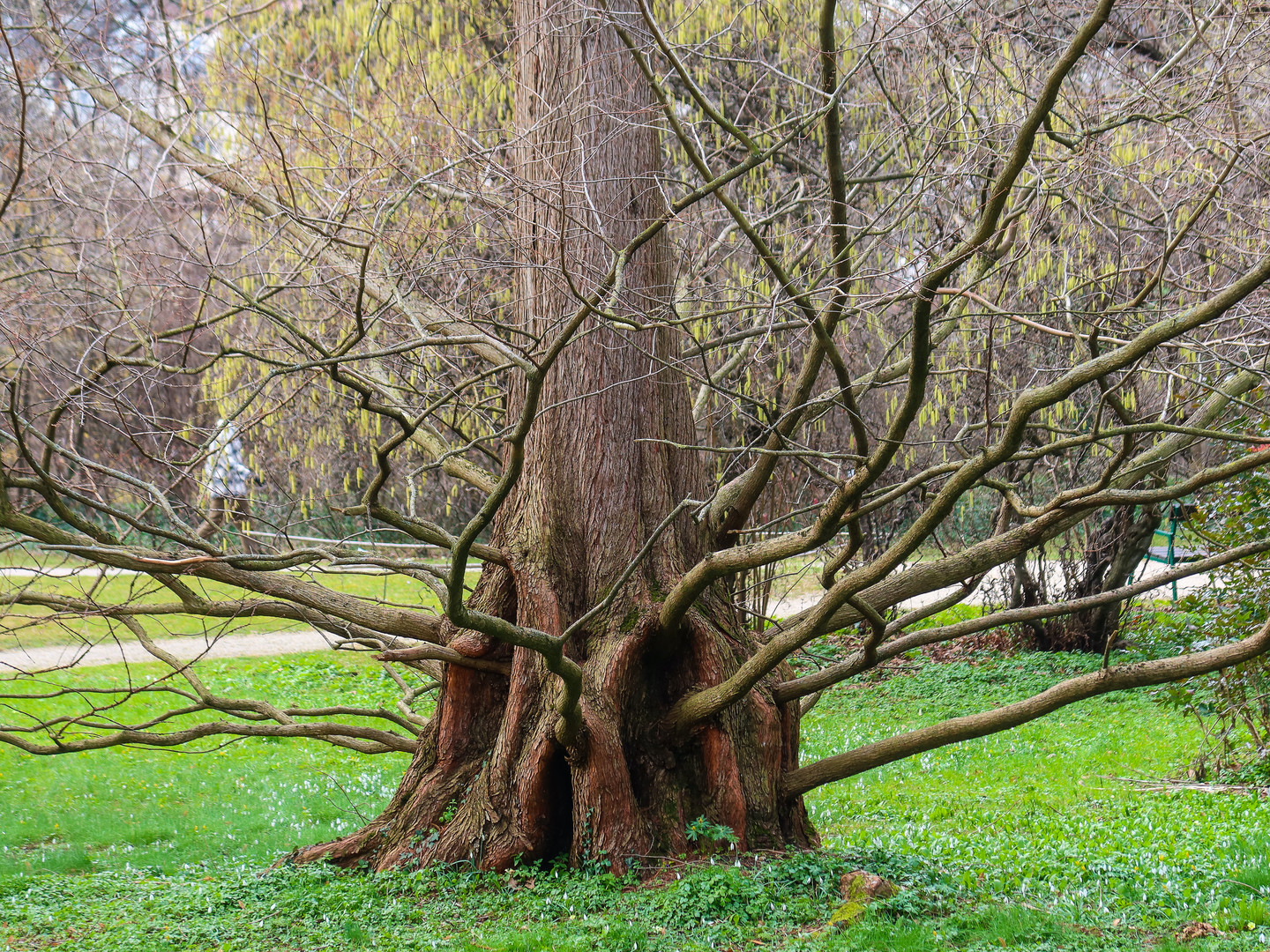 Ein Baum ...