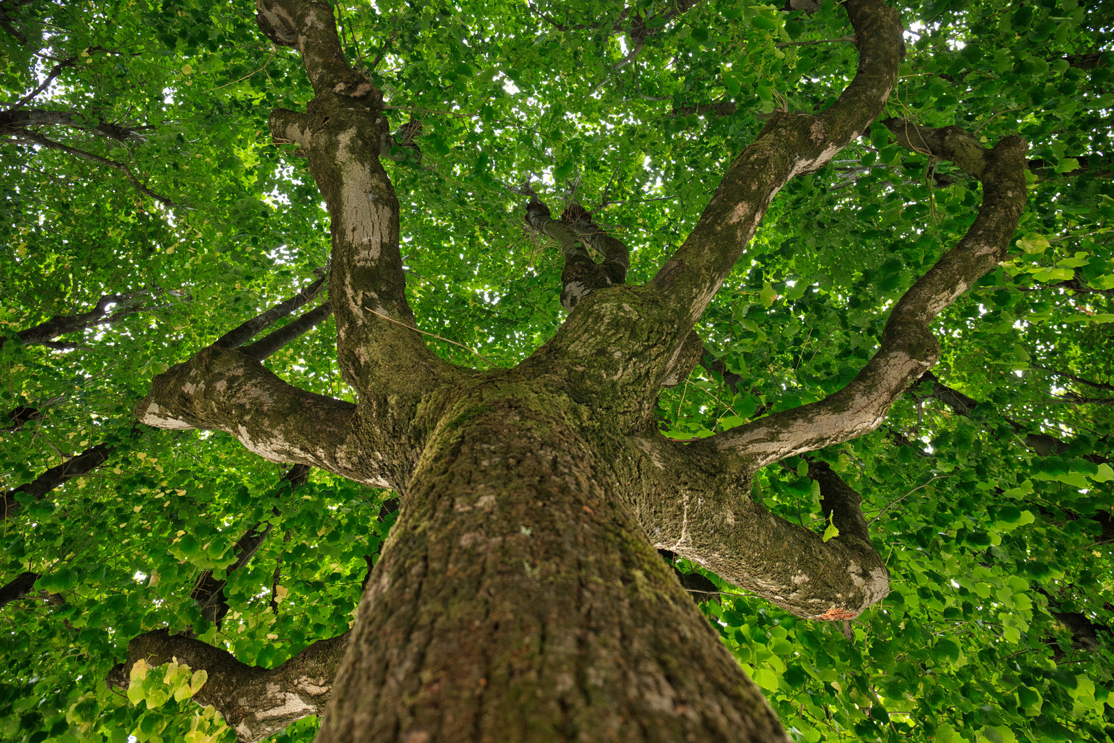 Ein Baum