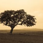 ein Baum