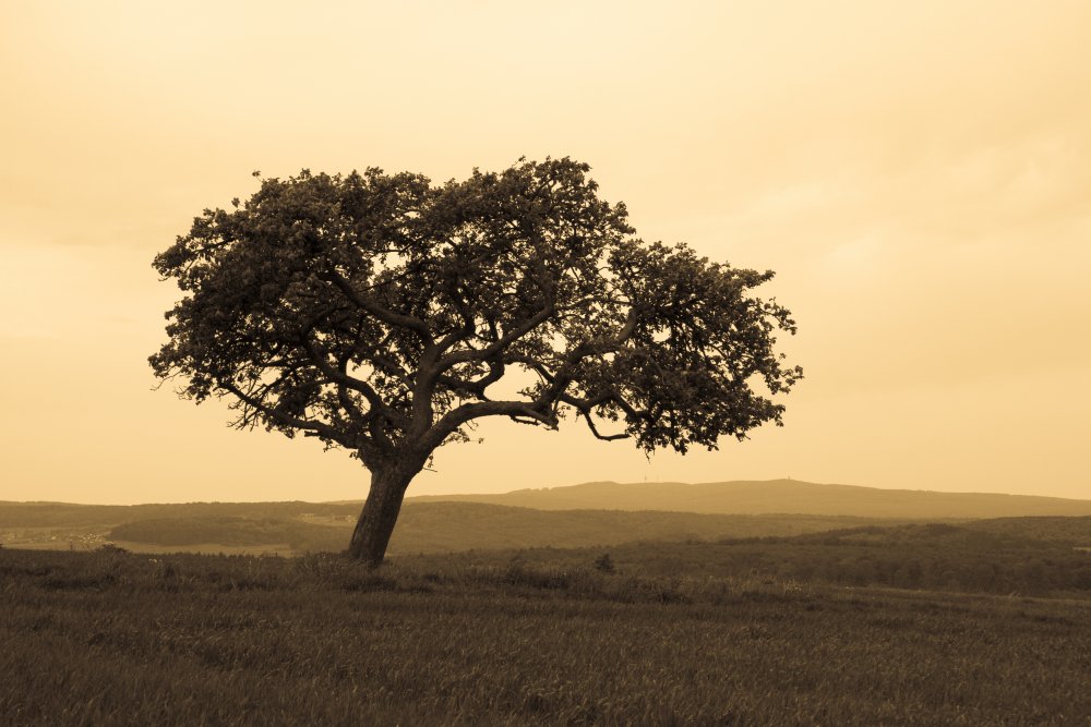 ein Baum