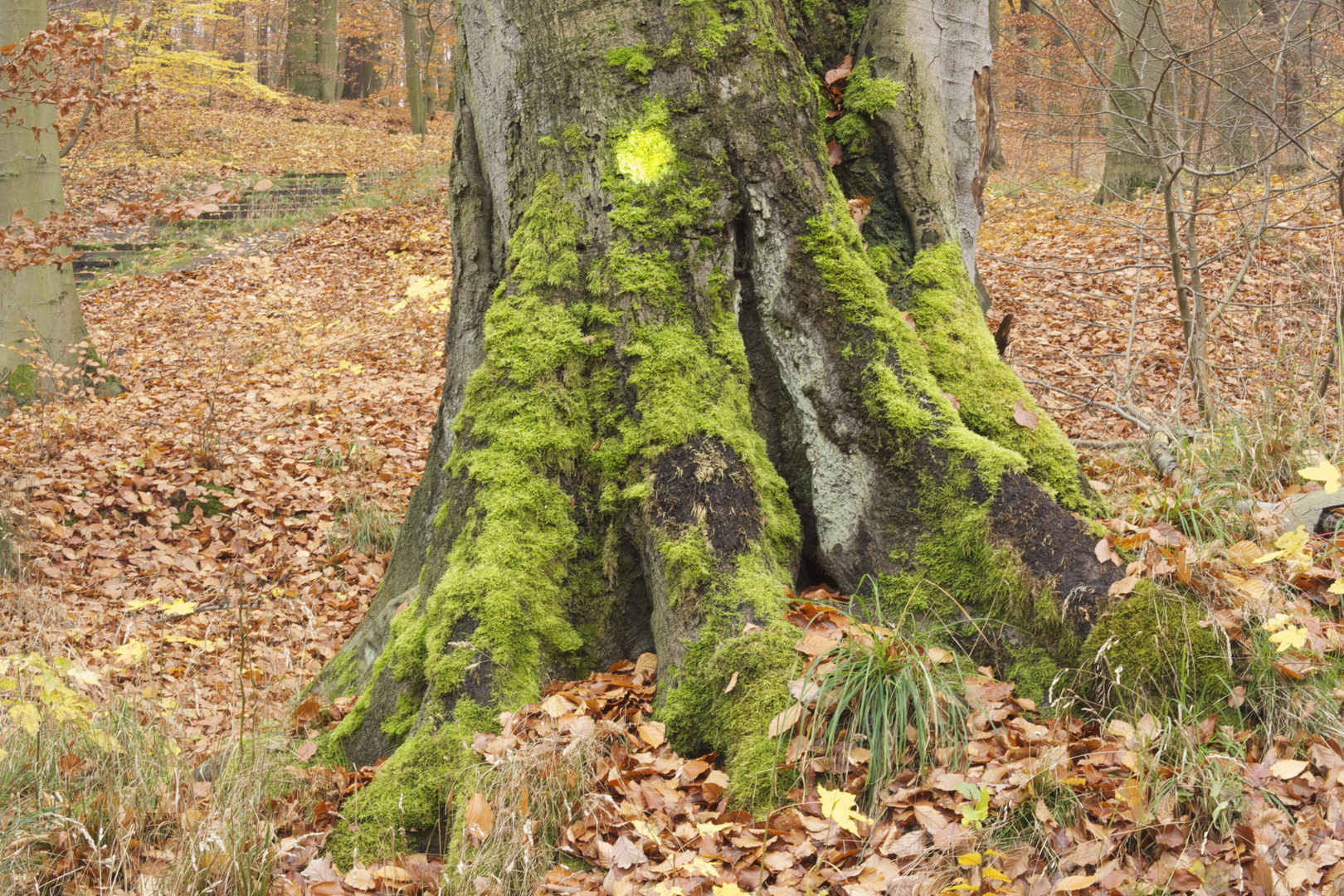 Ein Baum Dasein ist durch eine Markierung besiegelt/vorbei.............................