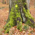 Ein Baum Dasein ist durch eine Markierung besiegelt/vorbei.............................