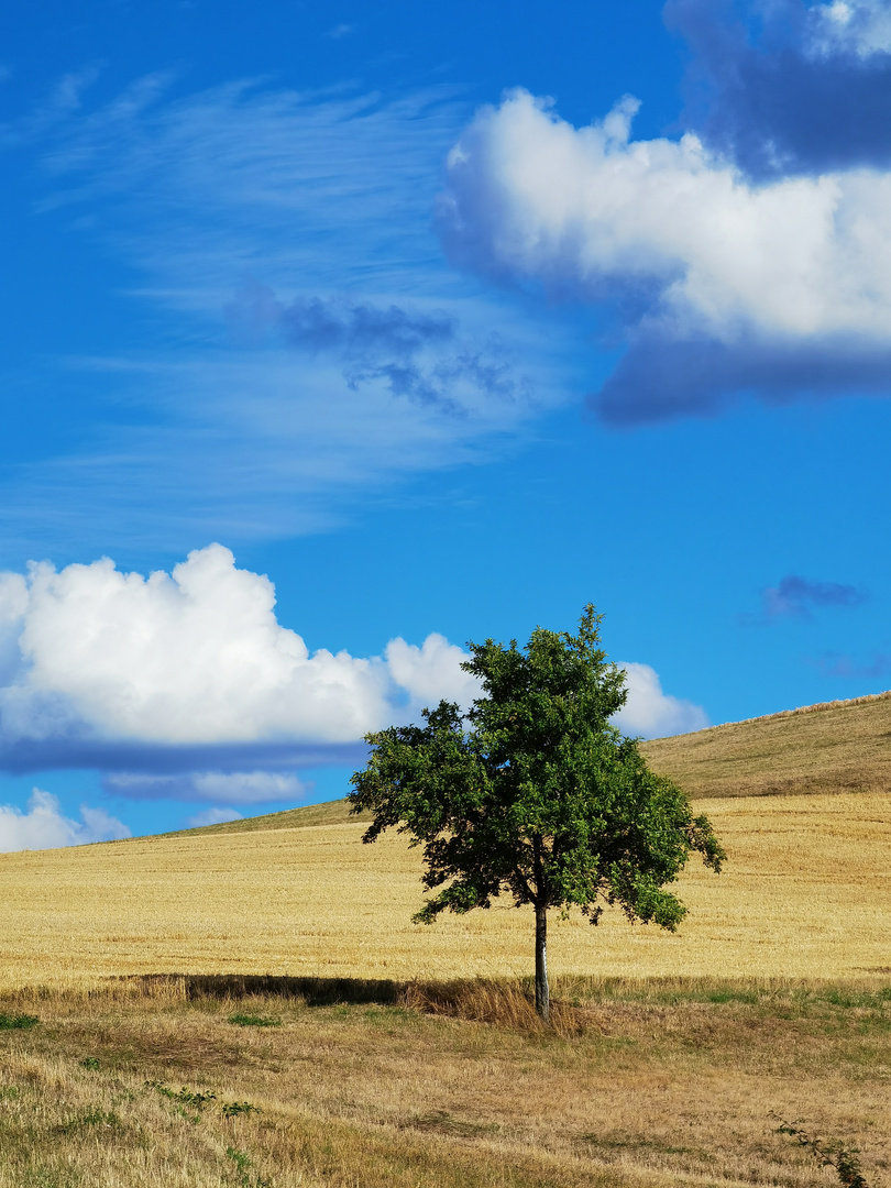 Ein Baum