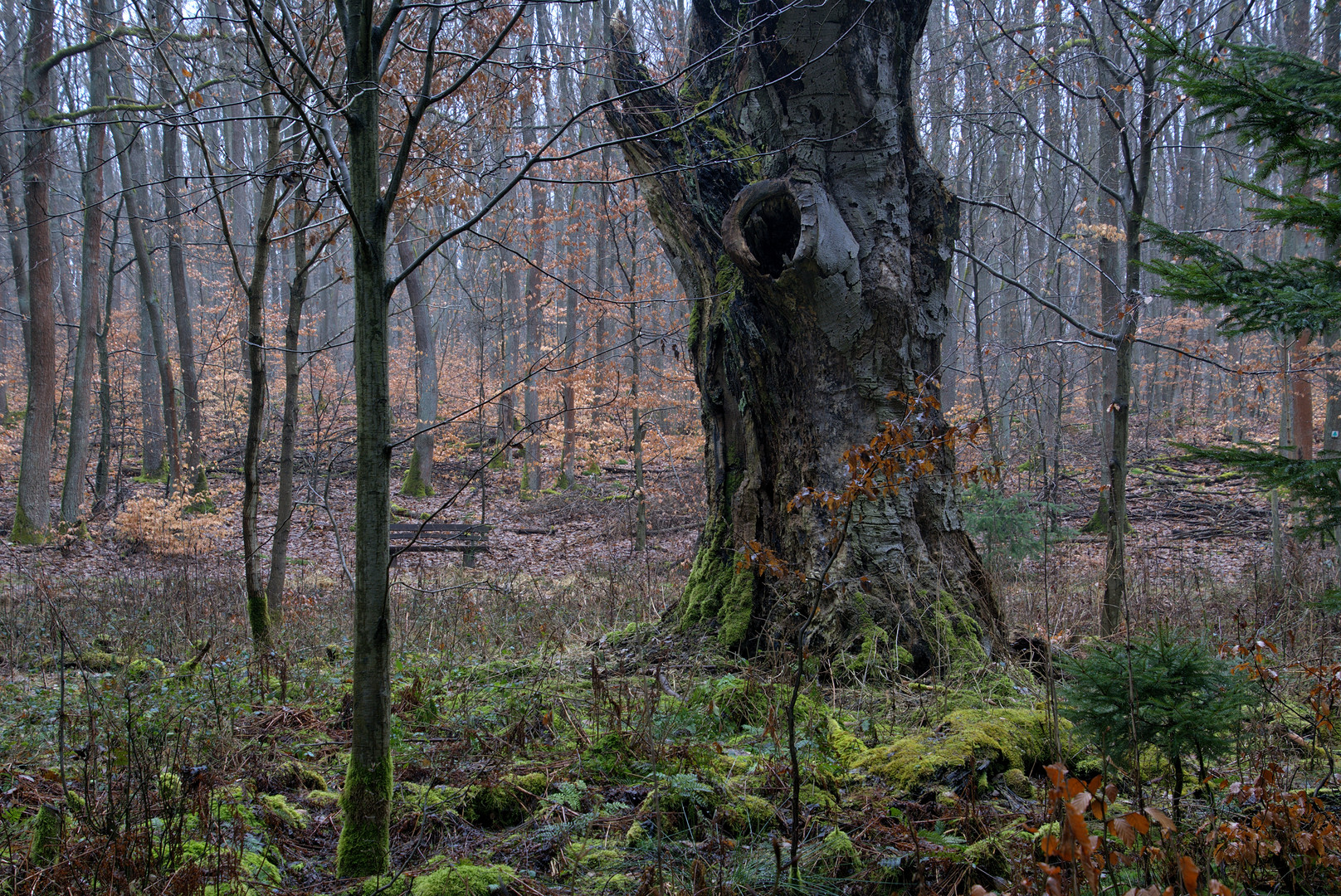 Ein Baum-Denkmal im Wald