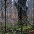 Ein Baum-Denkmal im Wald