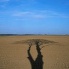 Ein Baum der auch im Frühling nicht grün wird