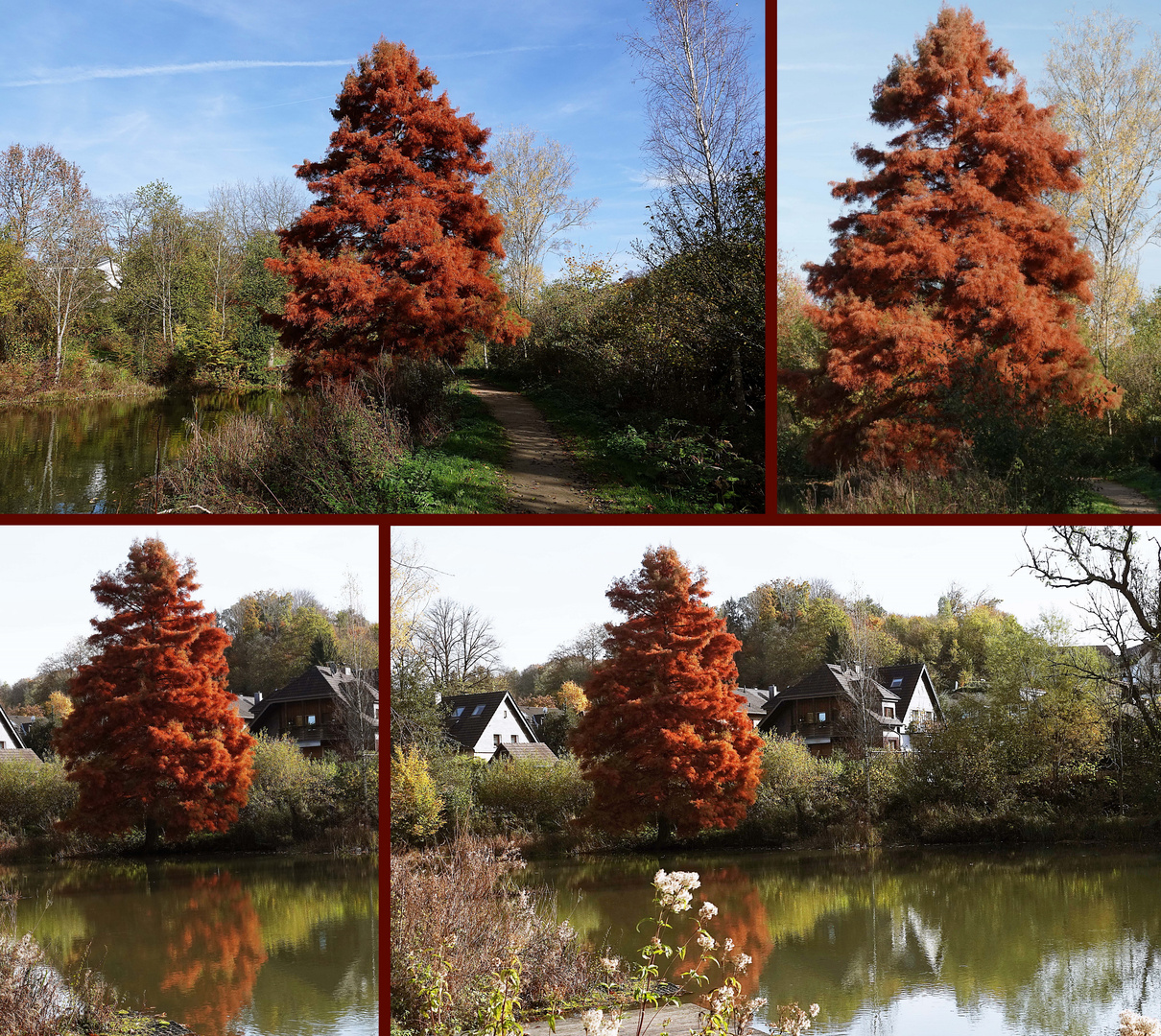 ein Baum der auffällt