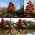 ein Baum der auffällt