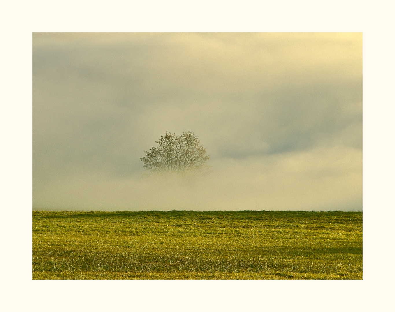 ein Baum der aus dem Nebel ragt.