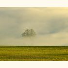 ein Baum der aus dem Nebel ragt.