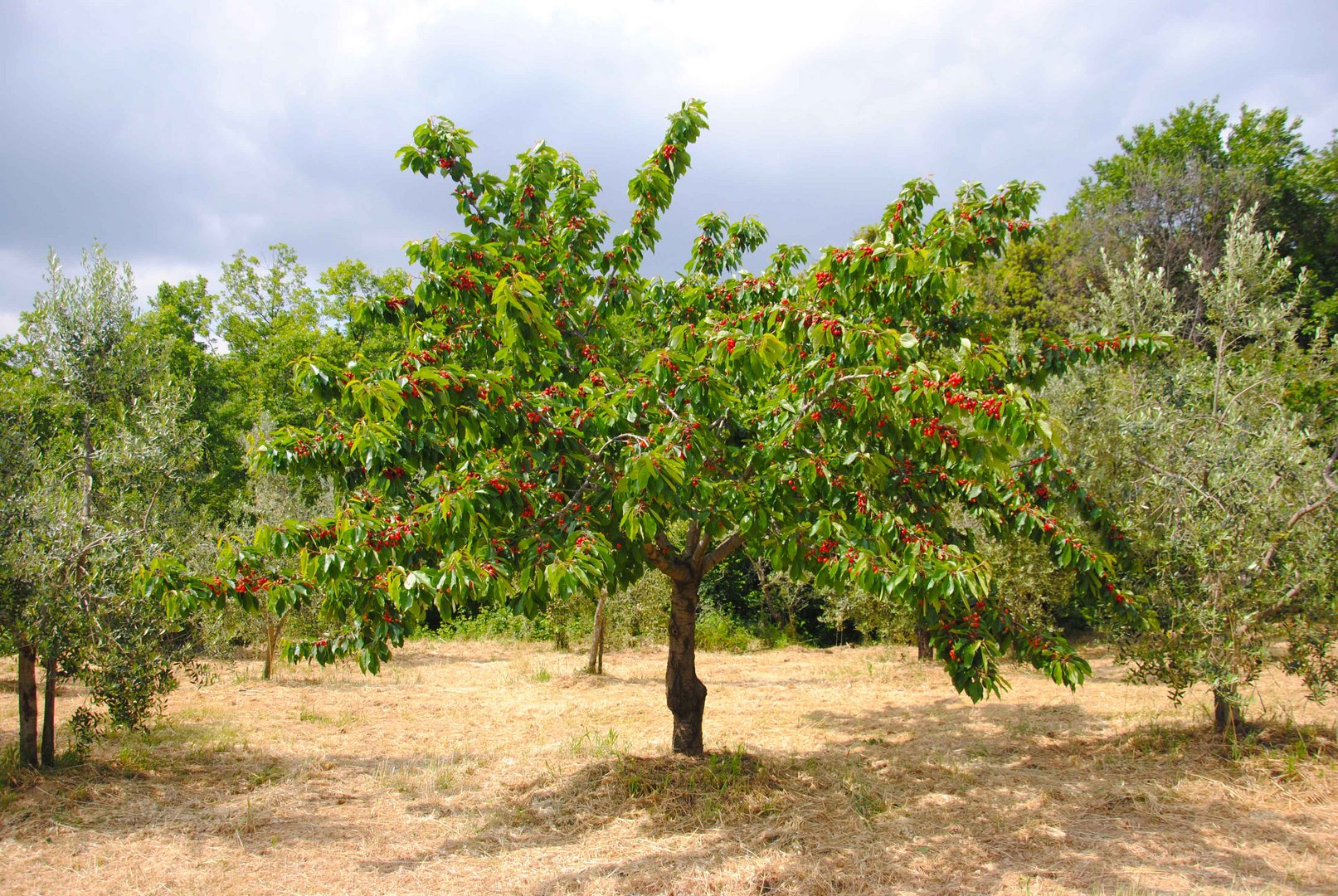 Ein Baum der Früchte trägt Foto & Bild pflanzen, pilze & flechten