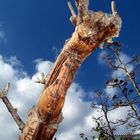 ein Baum der Geschichte erzählt