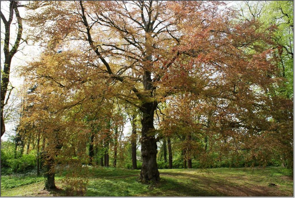 Ein Baum der steht im Walde