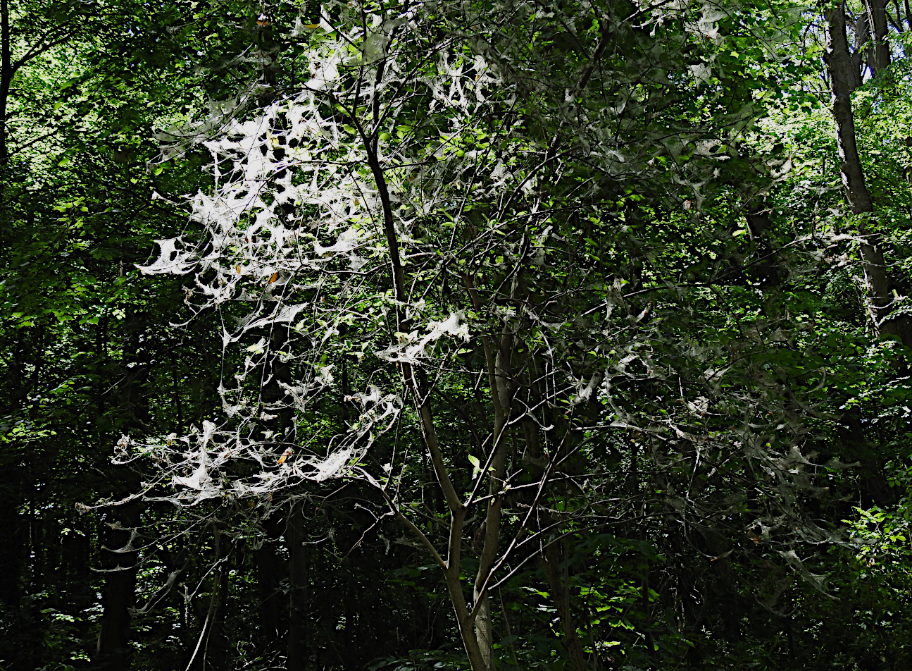 Ein Baum der von Raupen der Traubenkirschen-Gespinstmotte (Yponomeuta evonymella) 